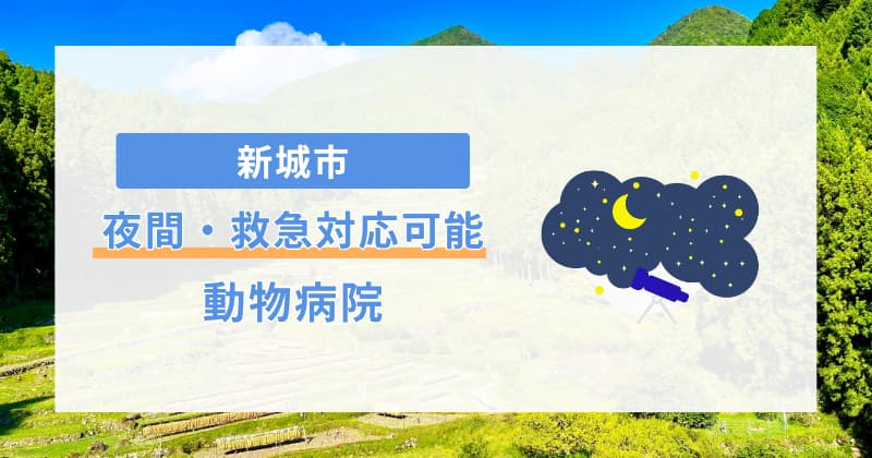 新城 夜間 動物病院